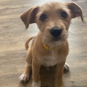 Meet your Posher, Brock